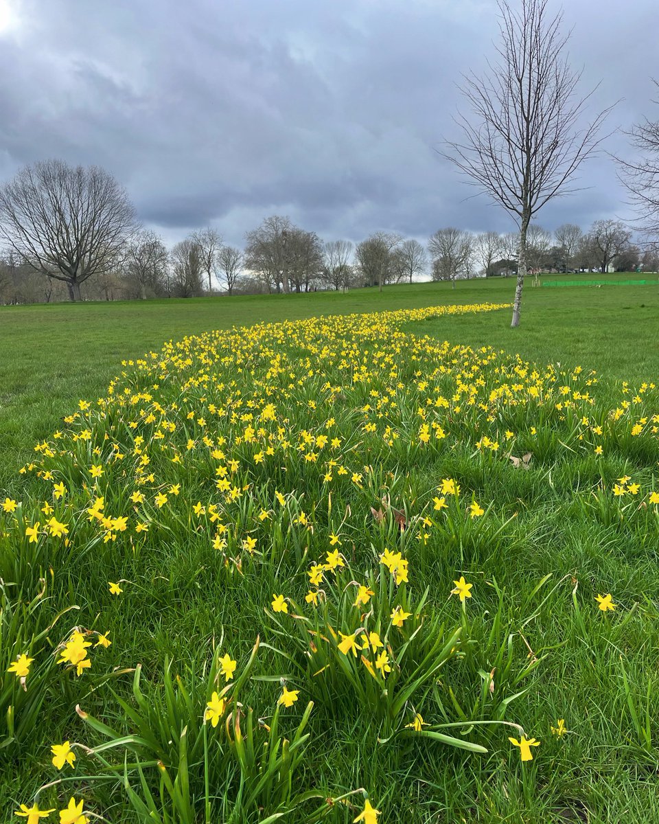 Follow the yellow daffodil road 🌼

#daffodils #brockwellpark #flowers #spring #nature #hernehill