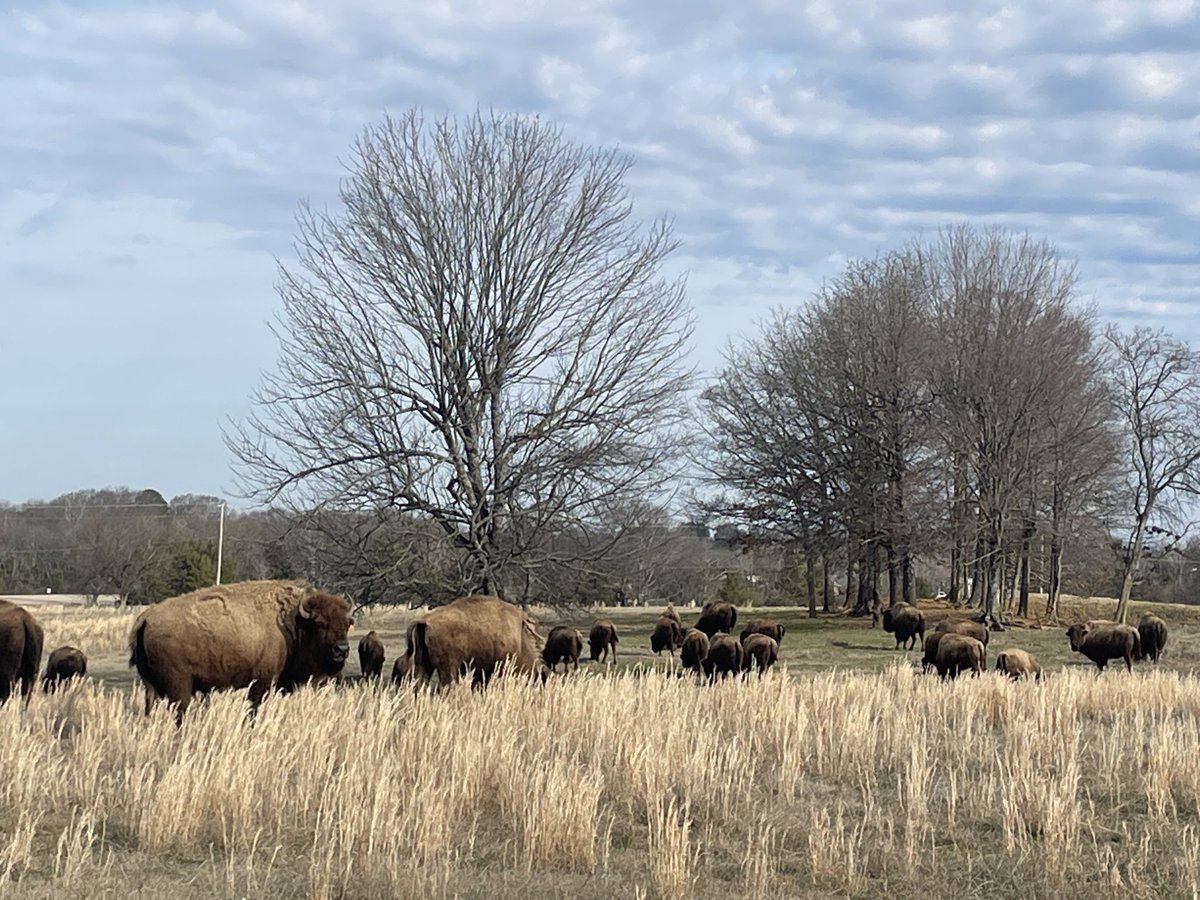 Celebrating the first day of Spring in the First TVA City, All America City (5 time) Tupelo, Mississippi…where the buffalo roam! 🌼