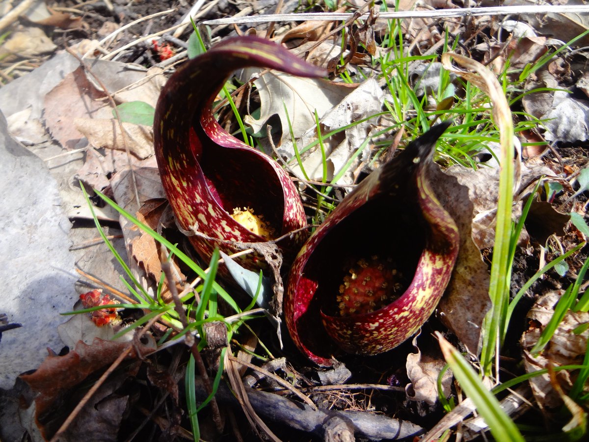10WallStreet's tweet photo. #SkunkCabbage is First Plant to Bloom in #Spring...Found in &amp; Around Swamp Grassy Edges in March. Has Unique ability to Make its own "Antifreeze" &amp; Bloom Through Thin Ice🥶 https://t.co/xYTtCxgSzu #nytimes #botany #npr #pbs #huffpost #aarp #thinkspring #weatherchannel #gardens 🌷 https://t.co/oX0xHHdBWO