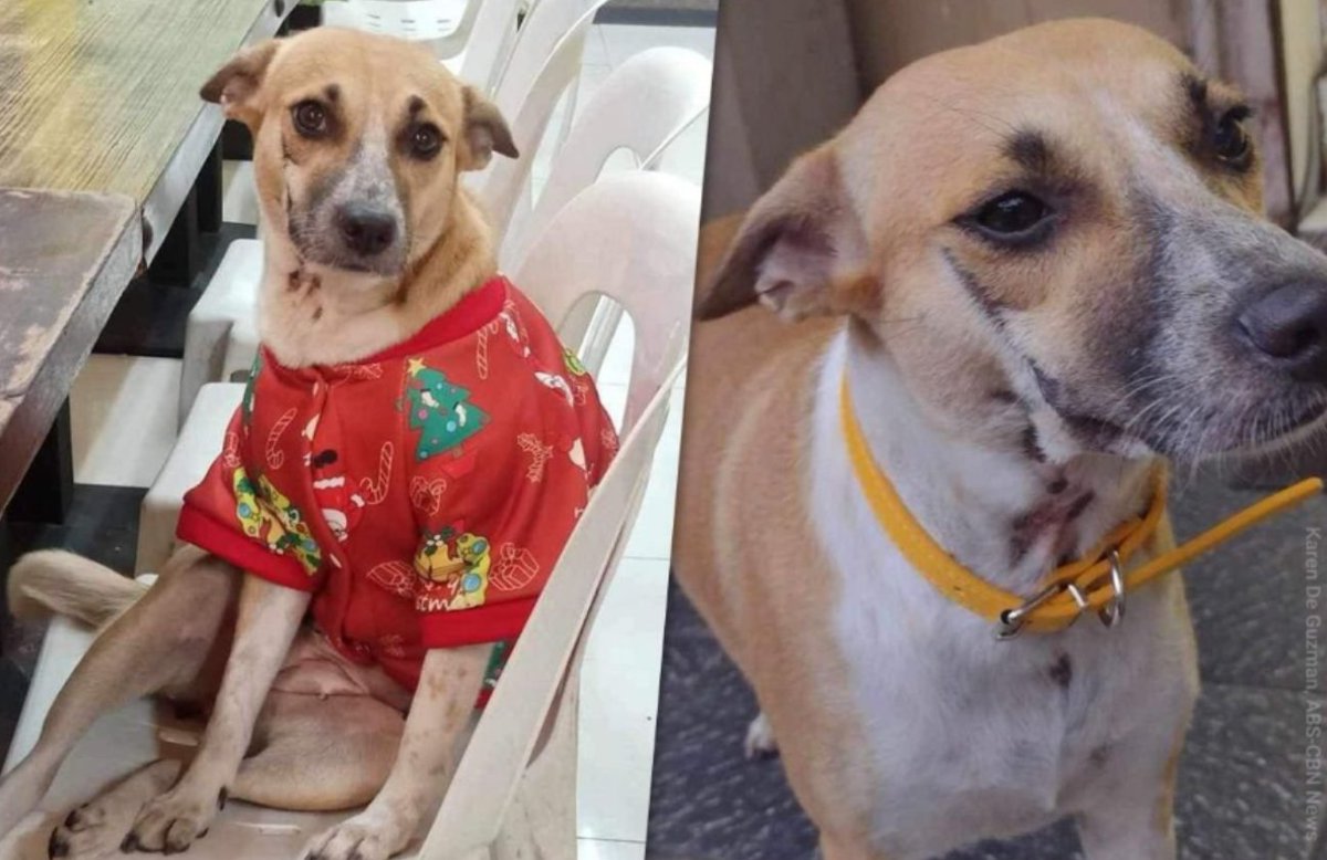 lumpiachronicle's tweet photo. I fervently believe that Hell has a special torture chamber for dog killers and abusers.

🌈Killua (left) was beaten to death, placed in a sack, and was intended to be eaten. 

🌈Erika (right) was stabbed to death.

#JusticeForErika #JusticeForKillua #StopAnimalCruelty https://t.co/DUq1BSwWox