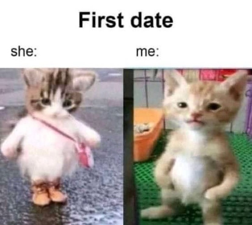 Punch Cat (@punchingcat) on Twitter photo 