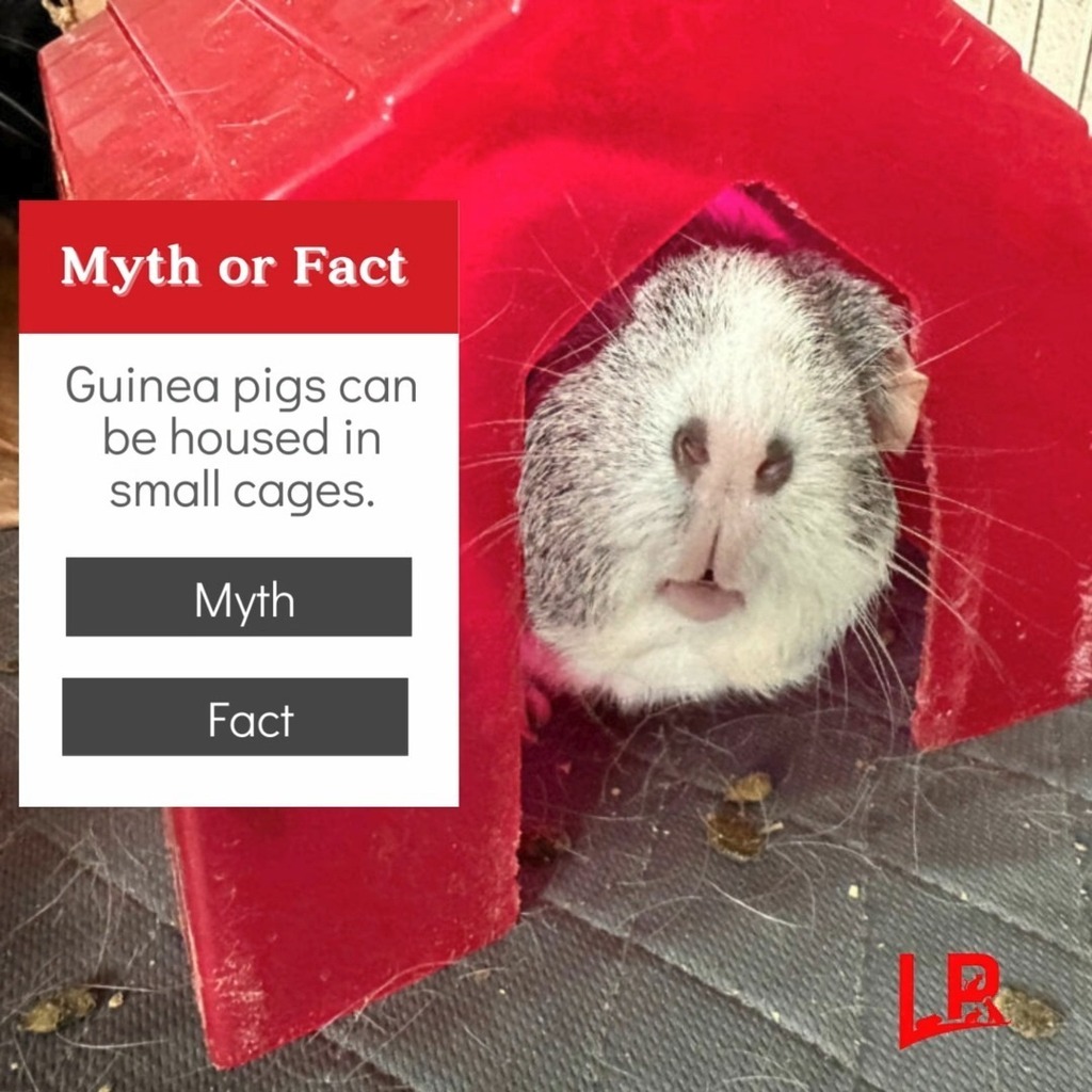 What Do You Think? #guineapigmythvsfact #LuftPets #guineapiglove #GuineaPigAdventures #guineapigs #guineapiglife