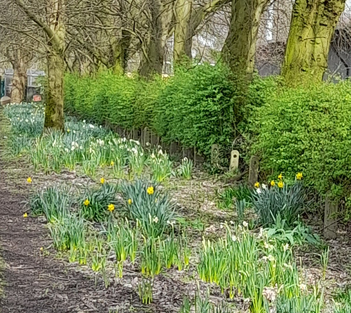 The one thing you can always rely on in football - the FC daffodils looking good in March