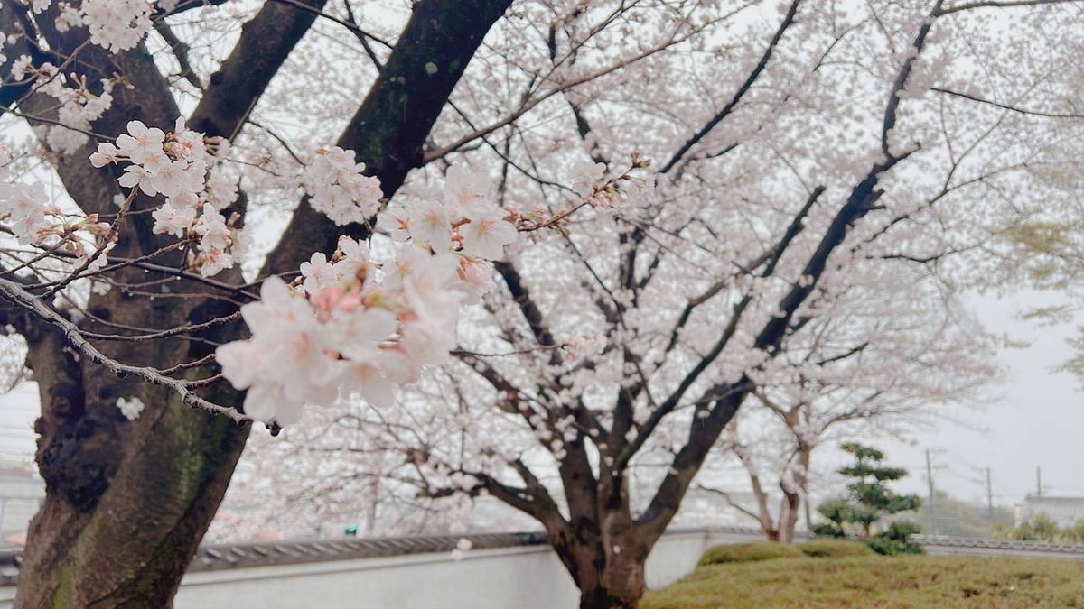 kagurakururu's tweet photo. 桜ロケでお借りした場所。
去年はこんな感じでした〜🌸
#studioORB https://t.co/wo94QL3x2S