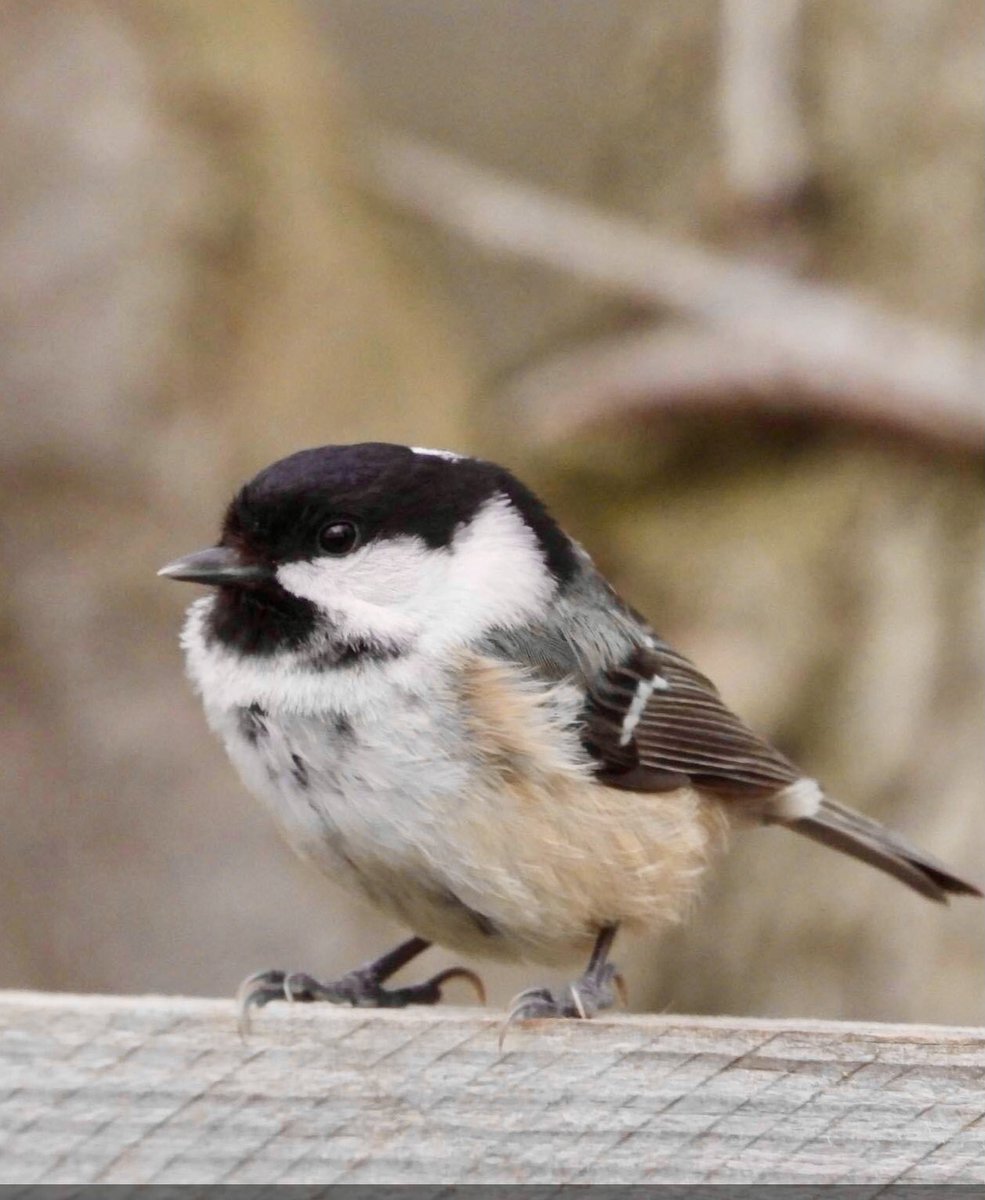 chrisl2463's tweet photo. #TwitterNaturePhotography https://t.co/Aa3setSnNT
