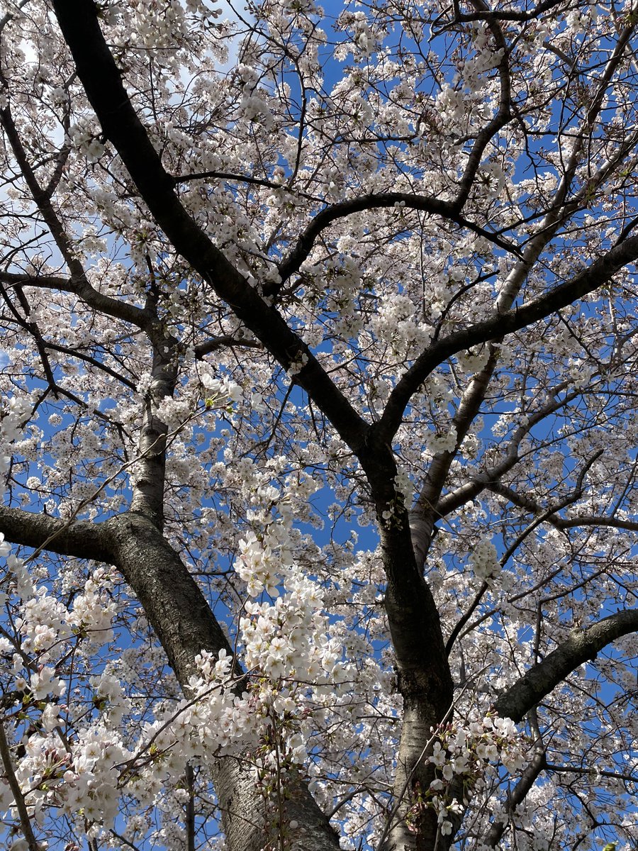 Spring has sprung here at Roosevelt Hall! We are so grateful for our beautiful view of the cherry blossom trees.