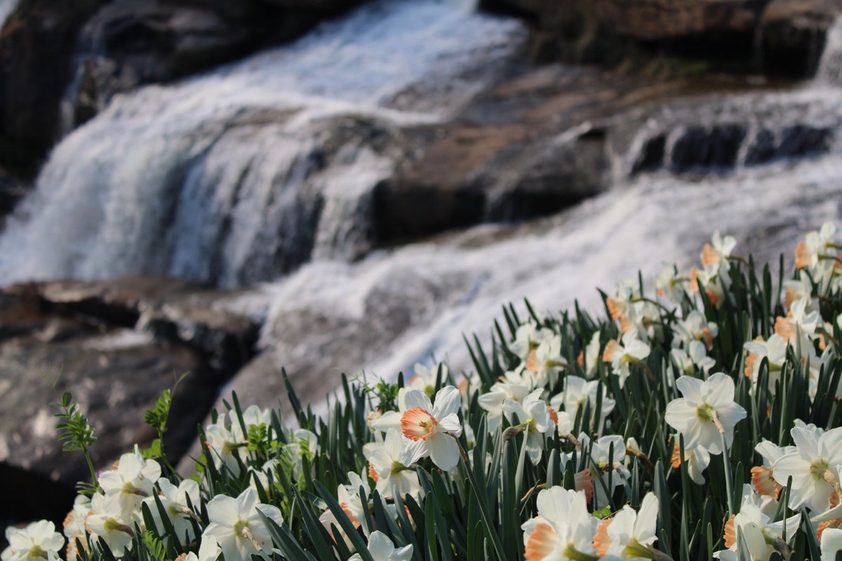 crawfordagncy's tweet photo. How bloomin' awesome are these first-day-of-Spring photos from #TeamCrawford intern, Dylan Kenny? ๐
#LoveWhereYouLive #FallsPark #ReedyRiver #SpringEquinox #GVL #GreenvilleSC https://t.co/0qiQShBARd