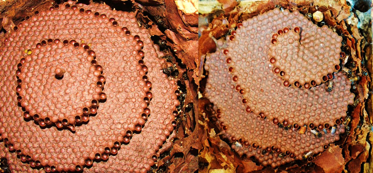 🐝 Our paper led by the brilliant PhD student @dipietroviviana on stingless bees' nest-architecture is out in @CurrentBiology! Let's dive in🧵@TWenseleers @HelenaMFerreir2 @MFajgenblat @FWOVlaanderen @BiologyKULeuven @uabbiociencies @EmbrapaMAmbient authors.elsevier.com/c/1inWS3QW8S6D…