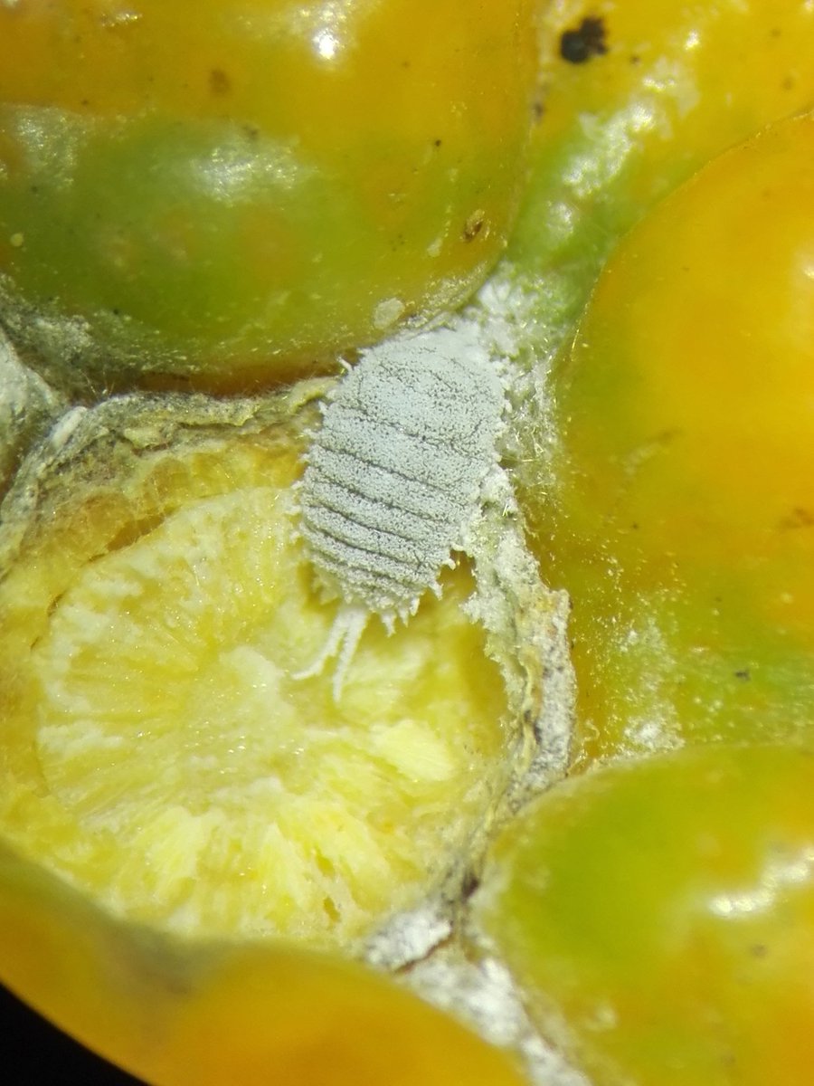 jcamposrivela's tweet photo. Ens hem reunit a @irtacat-Amposta el integrants del Grup Operatiu per control de cotonet de Sudàfrica i mosca blanca del cítrics: Exportadora d’Agris d’Alcanar, @SOLDEBRE, Cítrics La Canareva, Cítrics Terres de l’Ebre, Montfruits, @coopagrariesCAT i @agriculturacat https://t.co/XufY3ZeTeX