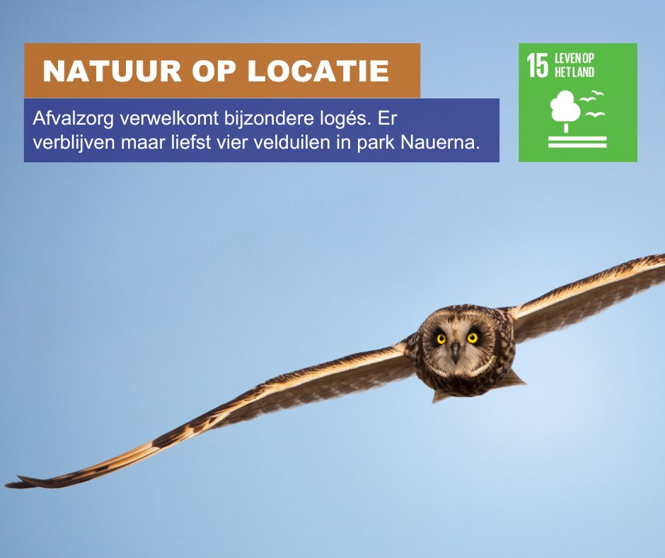 NATUUR OP LOCATIE | Wat een prachtig en indrukwekkend gezicht! Er logeren maar liefst vier velduilen in park Nauerna. Met hun indringende blik en grote spanwijdte zweven ze boven het park op zoek naar muizen. #SDG15 #fauna #stortlocatie