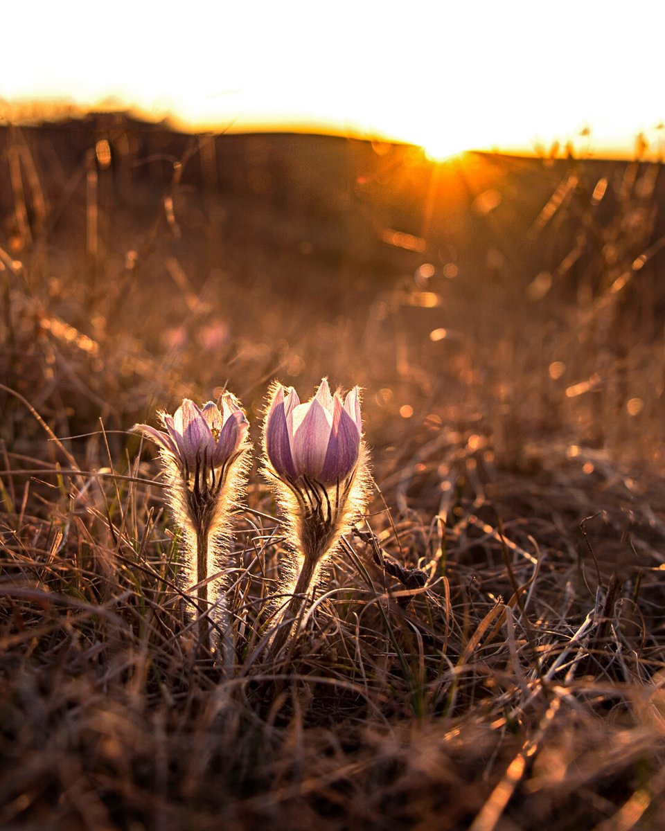 Showing some love for our favorite spring time flower today, the prairie crocus. Happy Spring Equinox. 🌸 📷: Rachel Dewhirst