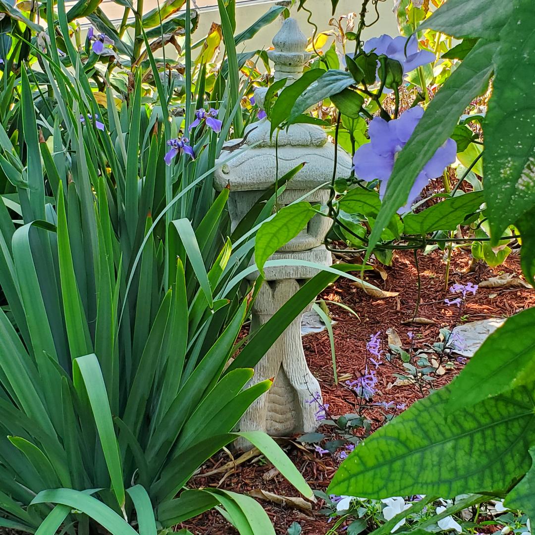 MarshaAMoore's tweet photo. Happy first day of spring from my garden!
The Blue Sky Vine is enjoying its 2nd spring, covered with palm-size periwinkle flowers. Nearby, irises reach up with the same color of blossoms.
Another pretty garden corner is alive with orange amaryllis and tree orchids.
 #springishere https://t.co/rT9S13Jrrq