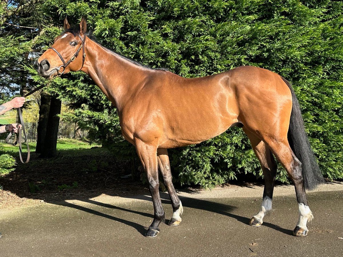 ThoroughBid (@thorough_bid) on Twitter photo 𝑵𝑬𝑾 𝑾𝑰𝑳𝑫𝑪𝑨𝑹𝑫 𝑨𝑫𝑫𝑬𝑫: 4yo HIT <a href="/RebeccaEMenzies/">Rebecca Menzies Racing</a> CHILD OF LIR to sell tomorrow.
Winner and placed over a mile and half-brother to G2 runner-up Indicative Vote.
View here: thoroughbid.co.uk/collection/42 𝑵𝑬𝑾 𝑾𝑰𝑳𝑫𝑪𝑨𝑹𝑫 𝑨𝑫𝑫𝑬𝑫: 4yo HIT <a href="/RebeccaEMenzies/">Rebecca Menzies Racing</a> CHILD OF LIR to sell tomorrow.
Winner and placed over a mile and half-brother to G2 runner-up Indicative Vote.
View here: thoroughbid.co.uk/collection/42