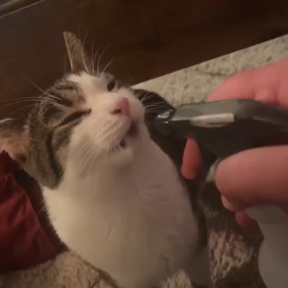 dream as cats tweet media