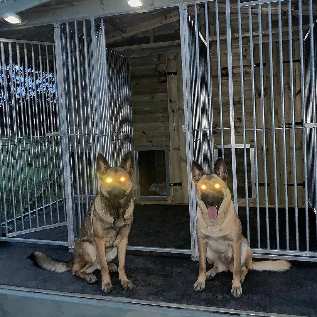 BenchmarkKenne1's tweet photo. High-quality dog kennels for sale, all made with premium grade tanalised timber.Get in touch for a personalised quote #dogs #dogsofinstagram #dog #doglover #dogoftheday #instadog #doglovers #doglife #pets #love #puppylove #puppies #pet #securitydog #dogsofinsta #protectiondog https://t.co/3waCs0WnTZ