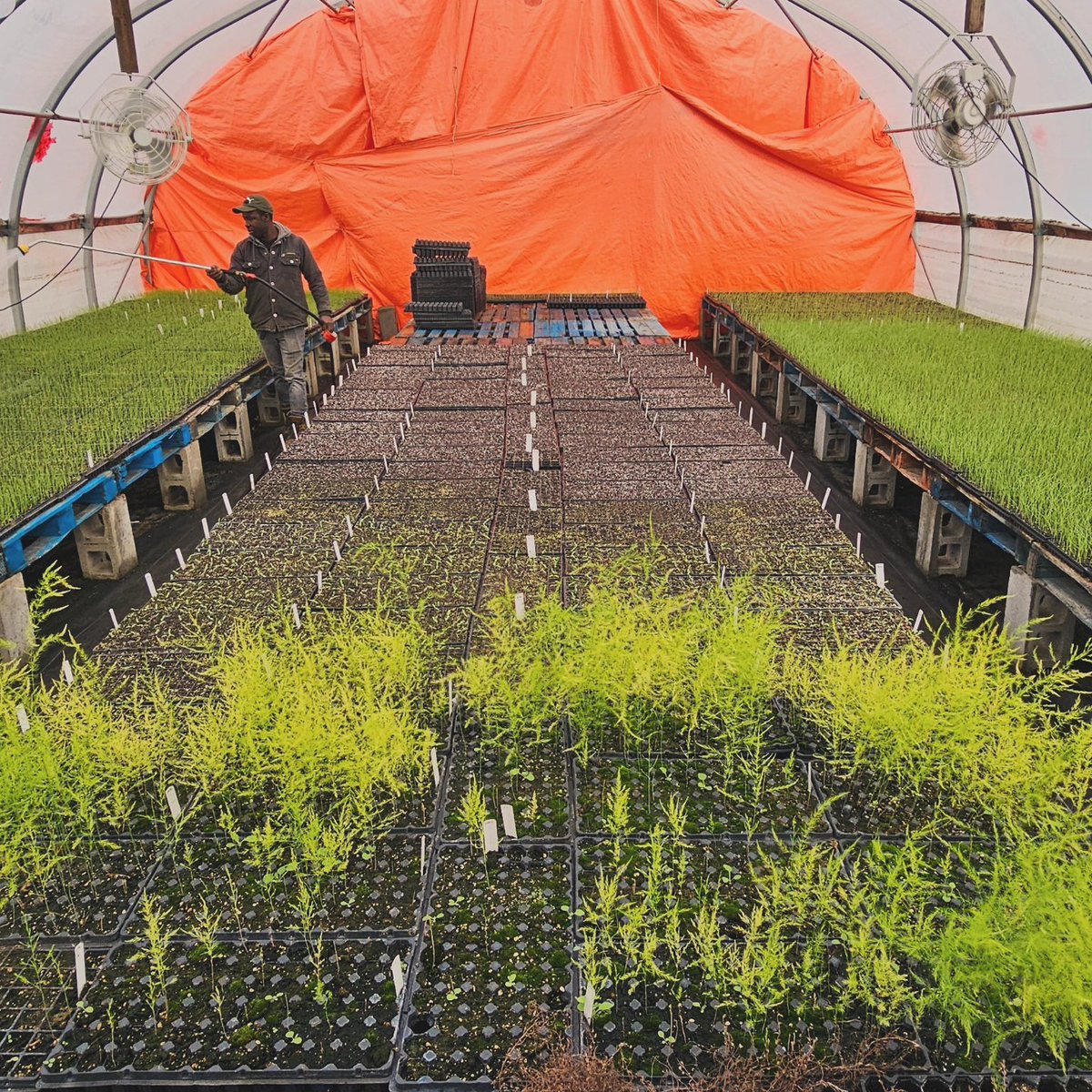 Foster Family Farm tweet media