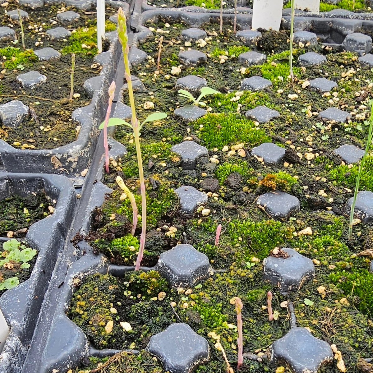 Foster Family Farm tweet media