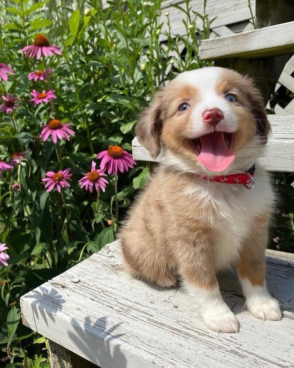 This is Stanley. He's very excited because today is the first day of spring. It's going to be a great day, he can just feel it. 12/10