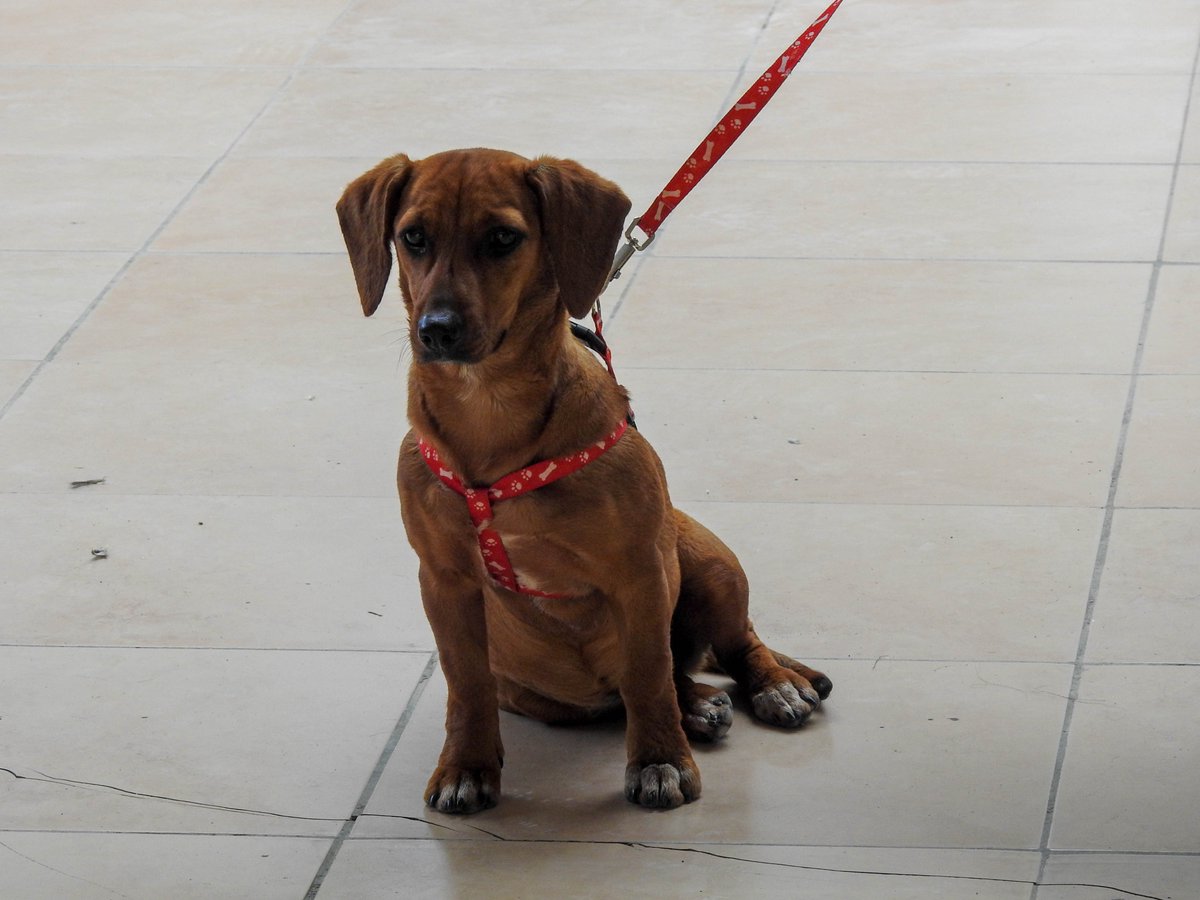 Con normalidad se realizó la esterilización canina y felina en el cantón #ElPan, una campaña que tiene como objetivo reducir las estadísticas de la sobrepoblación canina en nuestro Cantón.
Agradecemos el apoyo recibido por parte del #MAG para este importante proyecto.