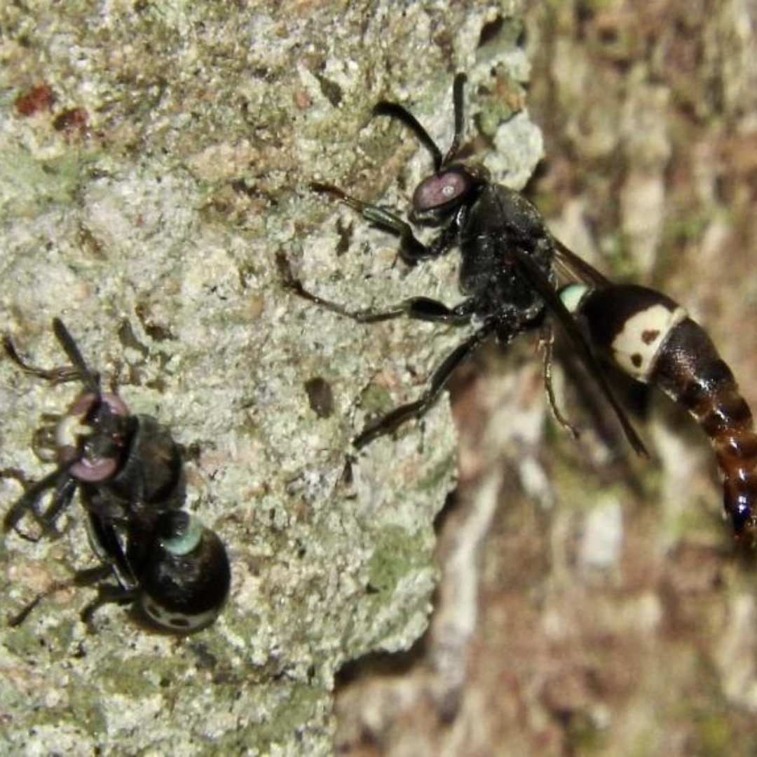 eden__plus's tweet photo. Last year, we highlighted a discovery of a new wasp species by our colleague, Len de Beer - the Ropalidia jemmae wasp and its unique nest in #Madagascar. Read more, here: https://t.co/bCKDEvxQ49
#ScienceHighlight #Biodiversity #Entomology #conservation https://t.co/Qpf7K7Xyfi