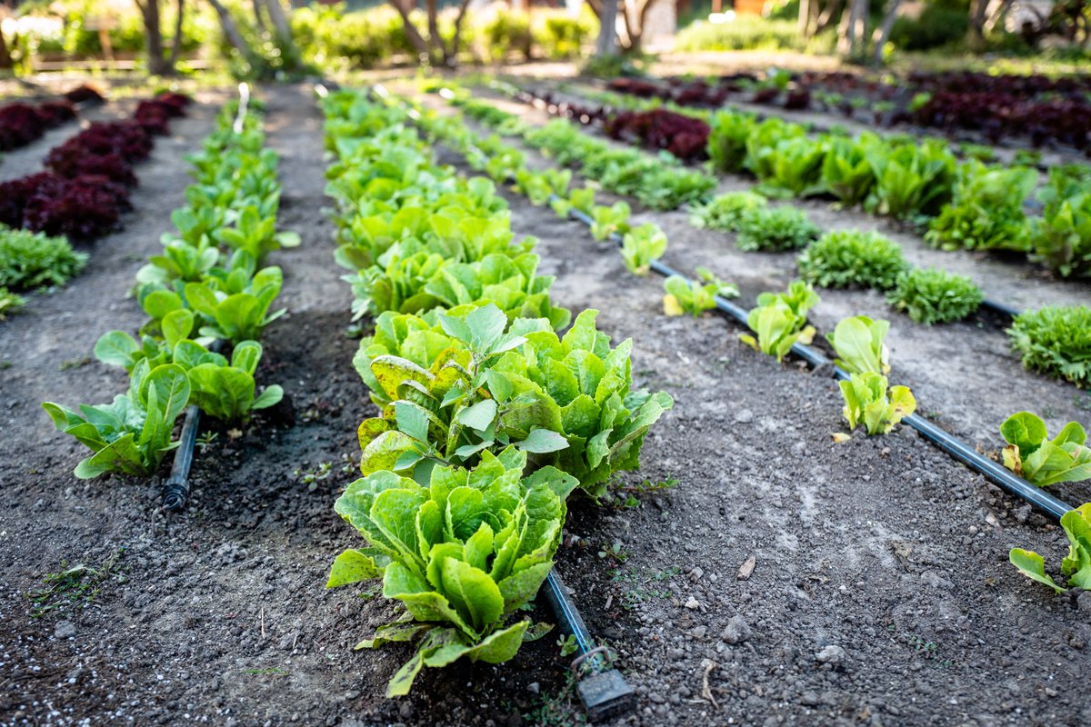 lacountyfair's tweet photo. Happy #NationalAgricultureDay! ๐พ๐ Today, we celebrate the heart of our Fairgrounds: The Farm & Gardens. Dive into a world of agriculture with on-the-spot classes, adorable farm animals, and our five-acre working farm this May!
#LACountyFair #LACF2024 #StarsStripesFun https://t.co/5kbWJqmAdk