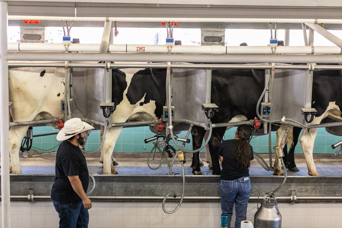 lacountyfair's tweet photo. Happy #NationalAgricultureDay! ๐พ๐ Today, we celebrate the heart of our Fairgrounds: The Farm & Gardens. Dive into a world of agriculture with on-the-spot classes, adorable farm animals, and our five-acre working farm this May!
#LACountyFair #LACF2024 #StarsStripesFun https://t.co/5kbWJqmAdk