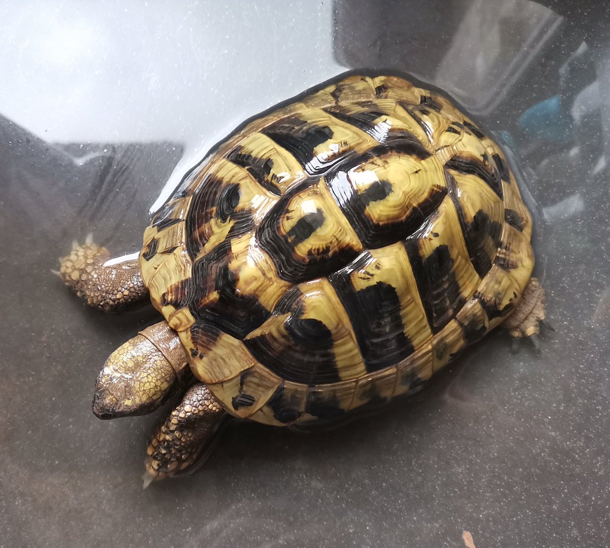 I can safely predict using our tortoise scale that spring is already here!