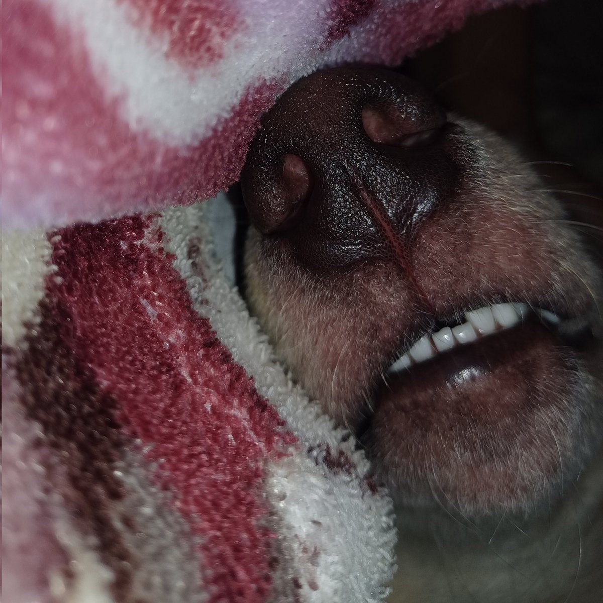 aerixyr's tweet photo. here's our support for other dogs as well as other animals who became victims of animal cruelty and their furparents who love them so much.

#JusticeforKillua
#JusticeforErika
#Dogsarefamily
#NOtoanimalabuse https://t.co/vzqwtijqAa