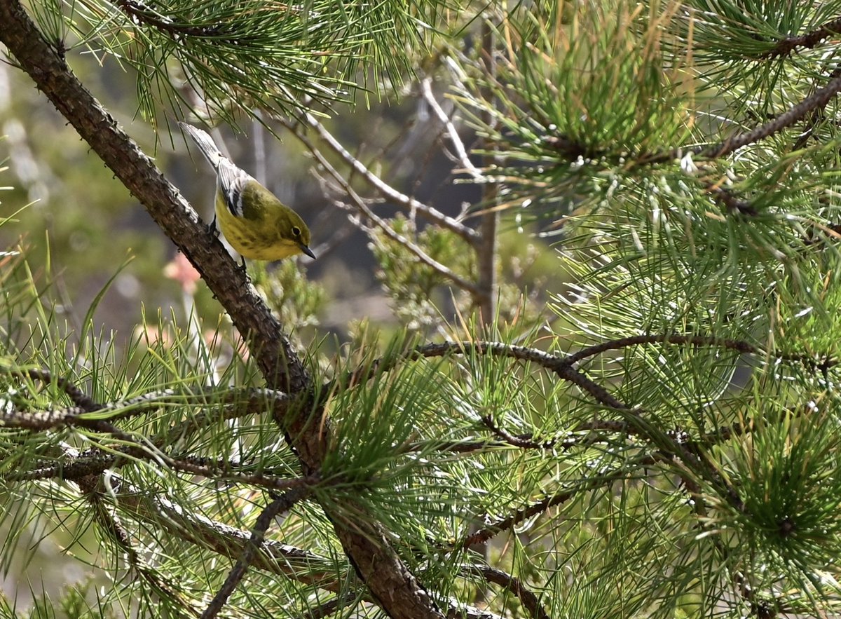 nj_pinelands's tweet photo. Happy #spring! Here are newly captured views of a male pine warbler foraging in the New Jersey Pinelands 💛💛💛 …  Who’s excited for warblers? 

📷: Paul Leakan, Pinelands Commission Communications Officer 

#warblers #warbler #birds #njstateparks #SpringEquinox https://t.co/aMMUSrxwne