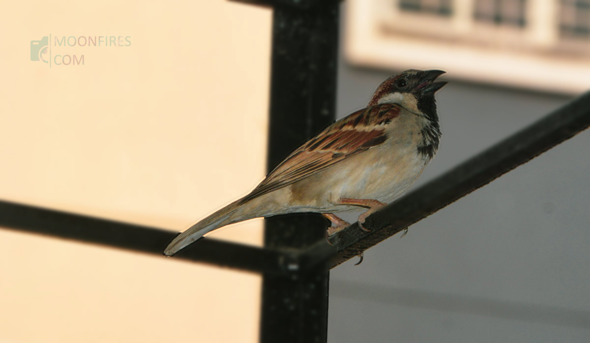 चिमणी 
#theme_pic_India_birds