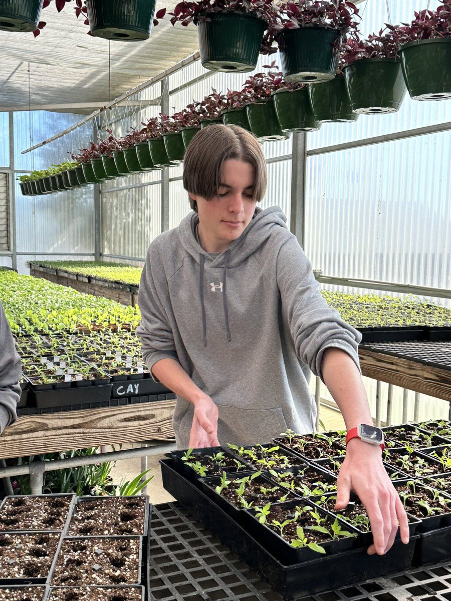 MaryannPledger's tweet photo. Working on our tomato plants to sell at our annual Spring Garden sale. @OakGroveTigers https://t.co/rqwwyctvU4