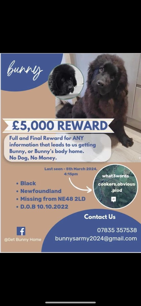 Where is bunny?! Last seen being chased by men on quads on 5th March 
#GetBunnyhome @DogDeskAction @domdyer70 @OzzytheRomanian @piersmorgan @KTHopkins @KatiePrice