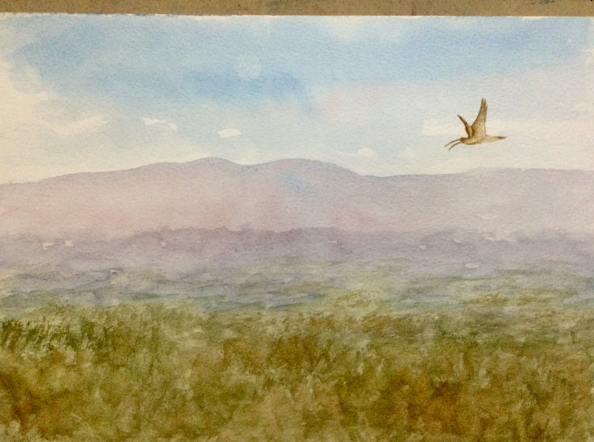 Curlew establishing his patch and courtship intentions up near Elsdon, Northumberland today, on a lovely spring morning ,watercolour sketch. That bubbly spring call…just so evocative 🙏