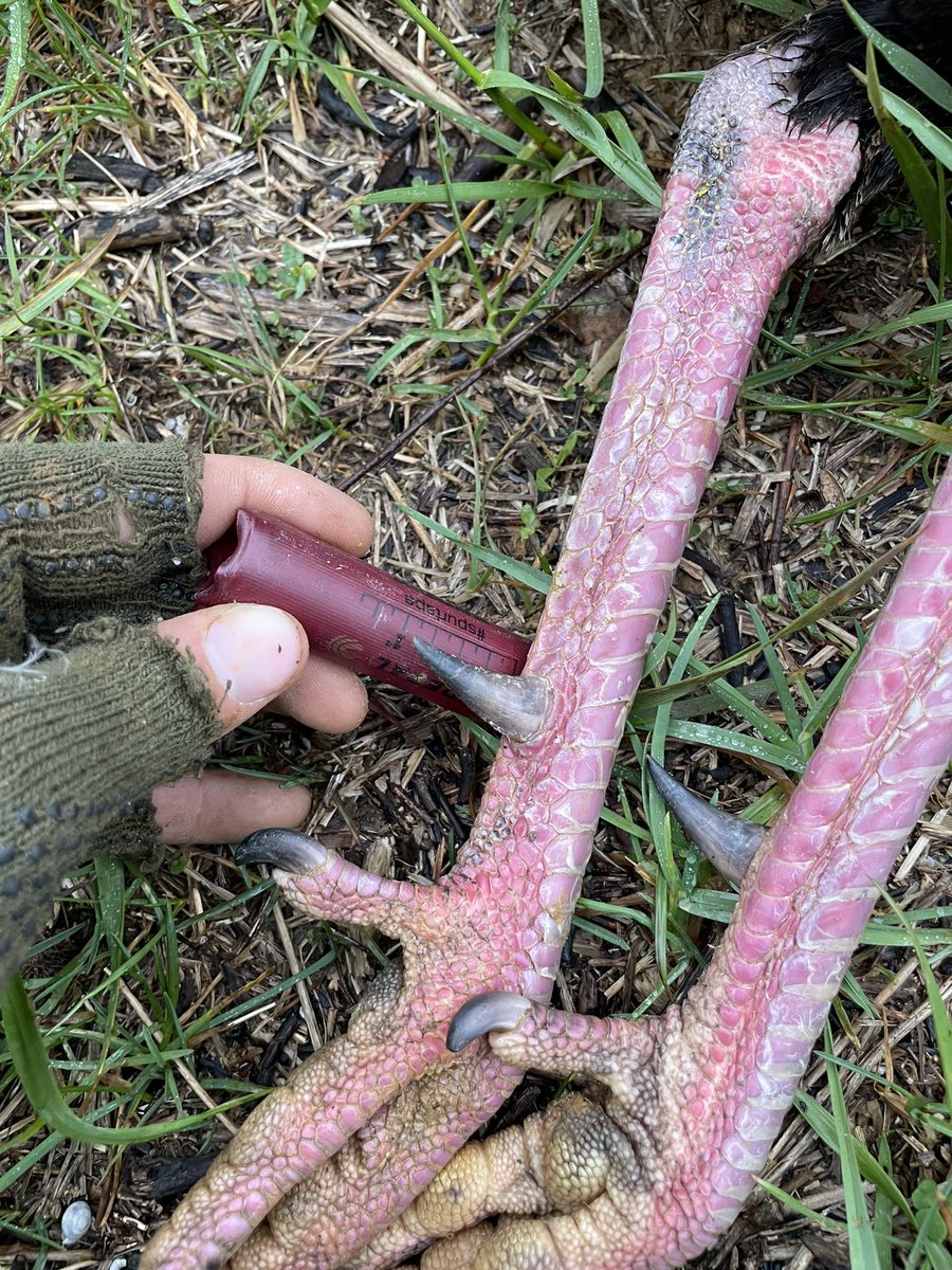 Who’s pumped for turkey season? What state or states are you hunting? 🦃
•
•
#turkeyhunter #turkeyseason #spurs #gobbler #cantstoptheflop #nwtf