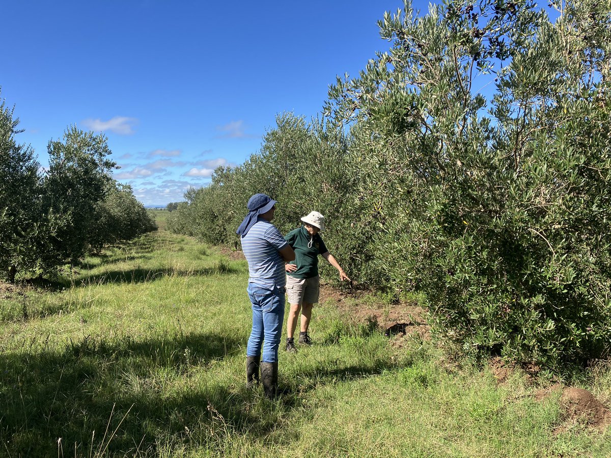 Monitoreando el estado magnífico de nuestras plantas, y preparando planes para una riquísima cosecha que dará un aceite excepcional #aceitedeolivavirgenextra #patedeaceitunas #aceitunasdemesa #taggiasca #tosca #ilpate #leolive #toccodirosso #entroterra #piqueroto #casupa #florida
