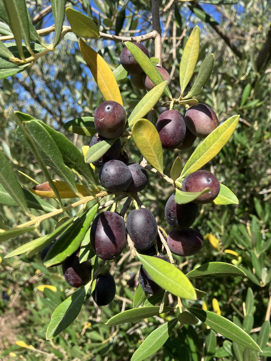 casivram's tweet photo. Monitoreando el estado magnífico de nuestras plantas, y preparando planes para una riquísima cosecha que dará un aceite excepcional #aceitedeolivavirgenextra #patedeaceitunas #aceitunasdemesa #taggiasca #tosca #ilpate #leolive #toccodirosso #entroterra #piqueroto #casupa #florida https://t.co/JmKXOmsQyT