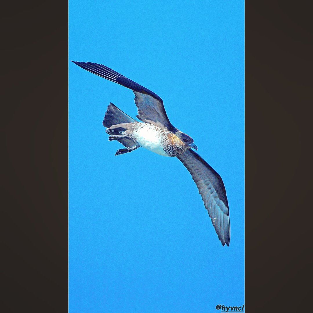 Pomarine Jaeger | Stercorarius pomarinus | KÜT KUYRUKLU KORSANMARTI

instagram.com/p/C4krRM2sOl9/…

#pomarinejaeger #stercorariuspomarinus #16x9_birds #pajareo #birdsofX #birdyourworld #500pxrtg #ThePhotoHour #dailyphoto #PintoFotografia #hayvanmanzaraları #animalscape