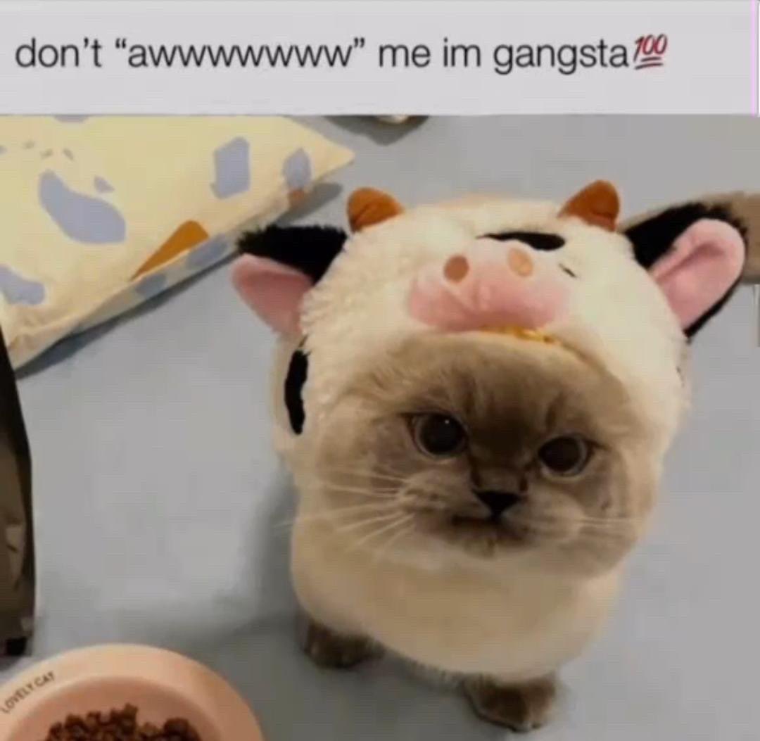 Altima_RL's tweet image. Why does no one start beef with me :(.