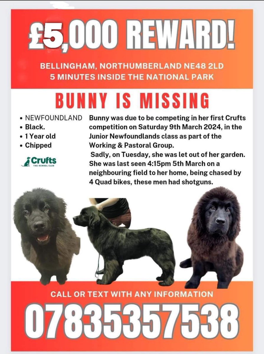 #GetBunnyhome #PetTheftAwarenessWeek #BunnysArmy #NE48 2LD She was chased by people on QUAD BIKES in the #NE48 area At least 1 of them had a G-U-N Imagine how scared she would be Any information, please call ☎️ 07835 357538