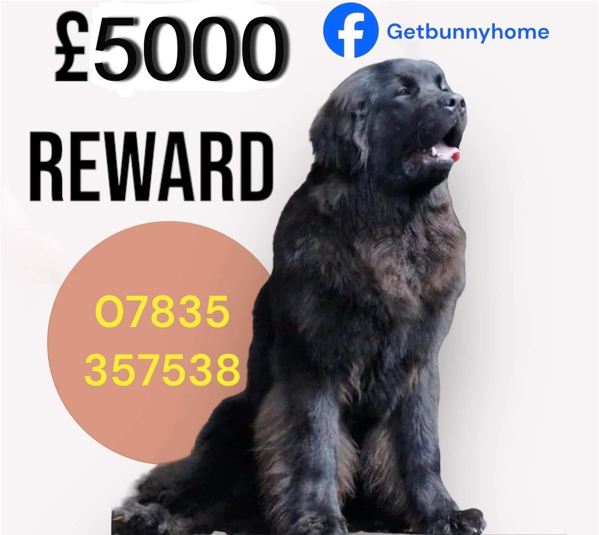 rosiedoc666's tweet image. #GetBunnyhome 

SOMEONE KNOWS WHERE THIS BEAUTIFUL LADY IS 
WHAT HAPPENED, DID THESE PEOPLE CATCH UP WITH BUNNY? 

She’s only young…ONE YR OLD 
SHES ONLY EVER KNEW THE LOVE OF HER FAMILY 
She would of been terrified 

Missing #HEXHAM 5/3/24 after ppl chased her in QUADS 🤬