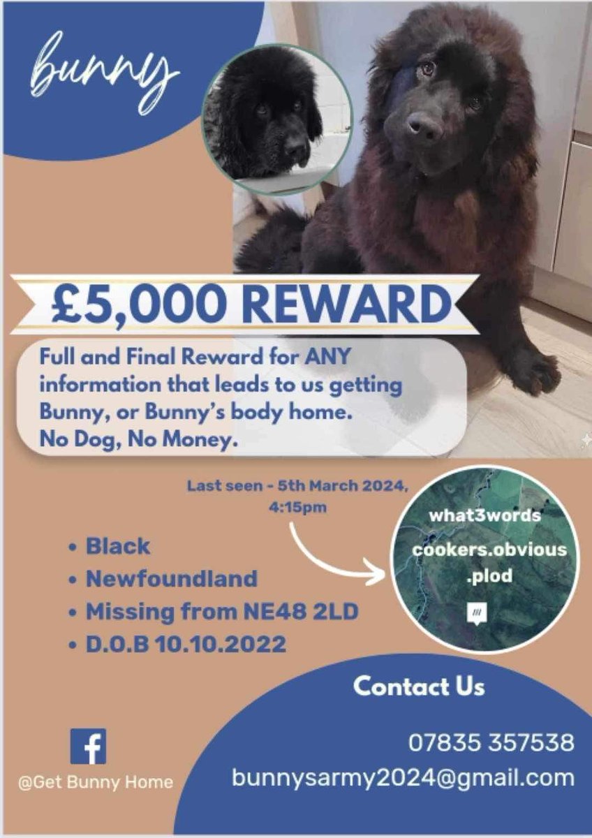 A friends' dog has been missing since March 5th. This precious baby should have competed in her first Crufts but was chased off away from home and safety instead. For any in the area, please keep an eye and ear out! #GetBunnyhome #BunnysArmy #xuk @XUK
