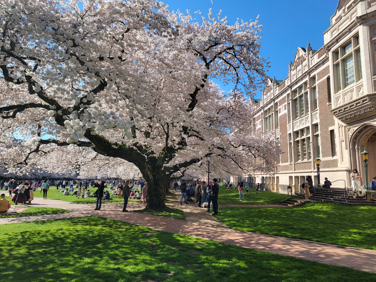 It is a beautiful day here at @UW! The cherry blossoms are full bloom!