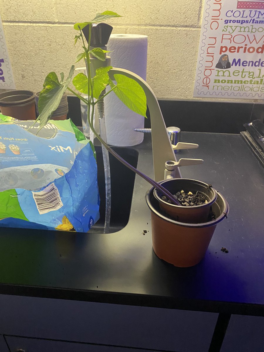 M516115's tweet photo. Look at the plant I grew in chem 😁😁😁😁 https://t.co/mMpVQlJLk4