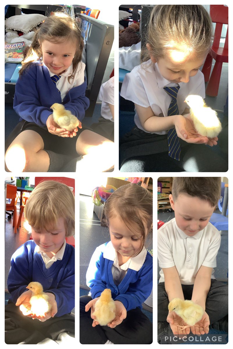 RecHiStPrimary's tweet image. We held our baby chicks today 🥰🥰🐥🐥