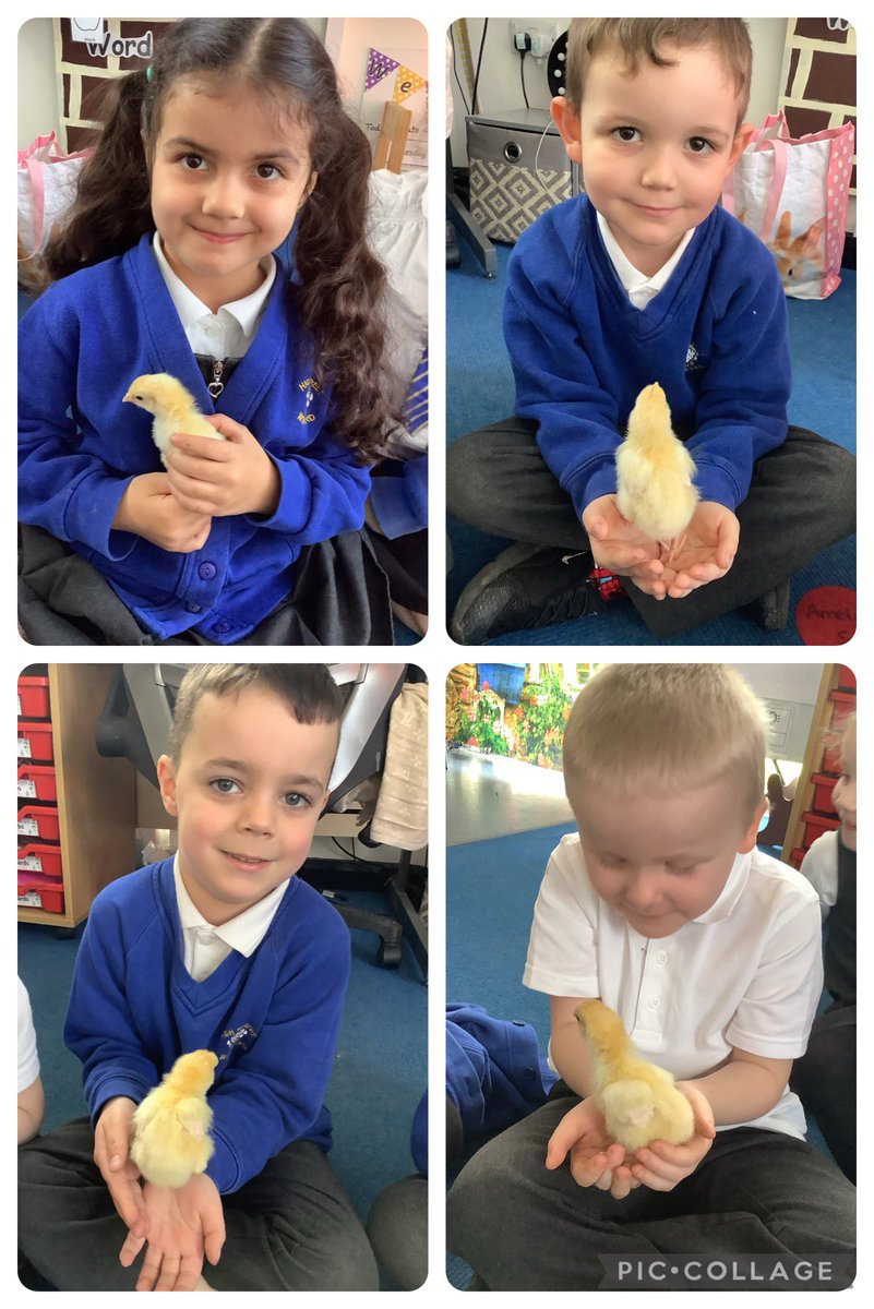 RecHiStPrimary's tweet image. We held our baby chicks today 🥰🥰🐥🐥