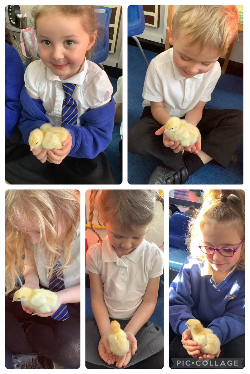 RecHiStPrimary's tweet image. We held our baby chicks today 🥰🥰🐥🐥