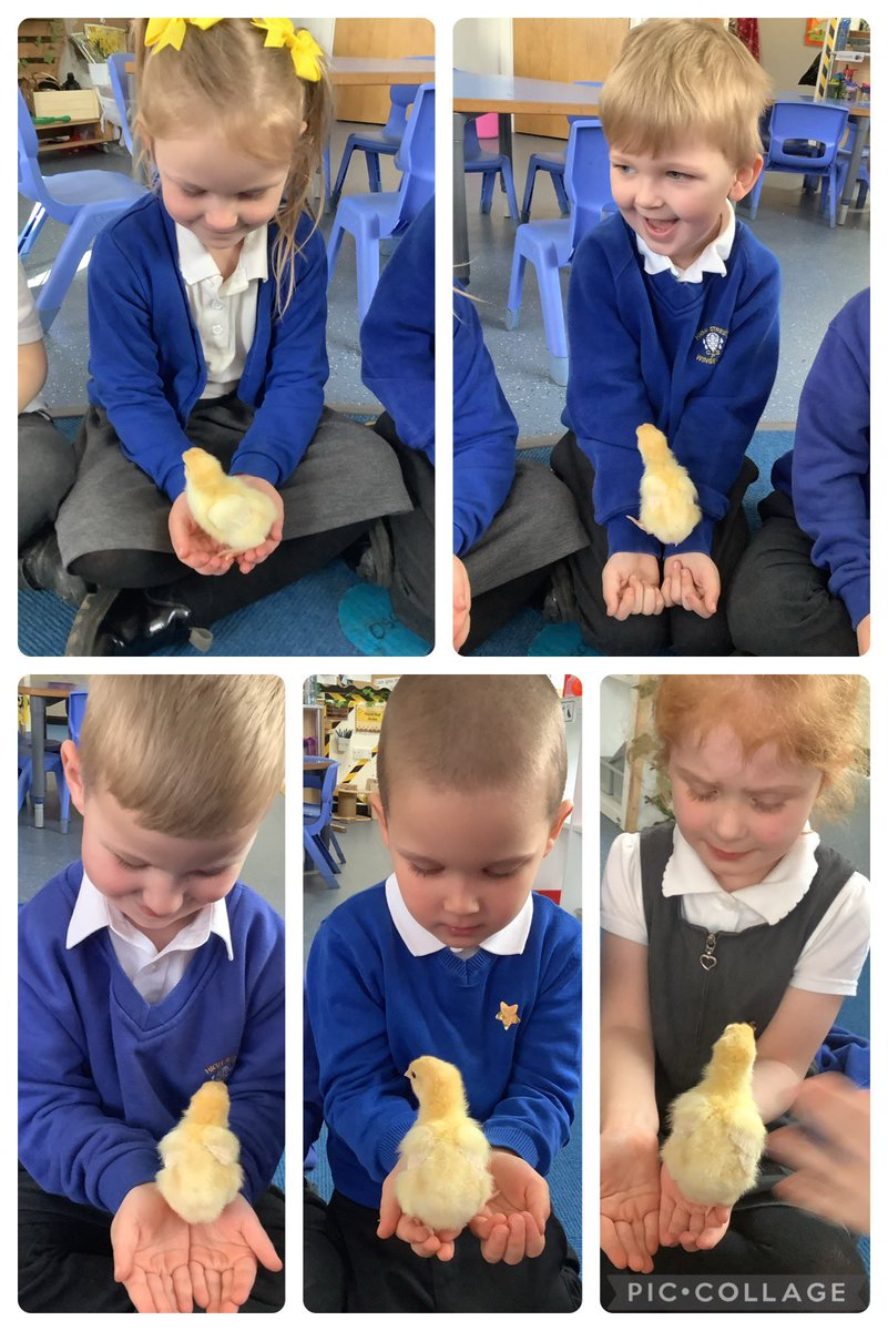 RecHiStPrimary's tweet image. We held our baby chicks today 🥰🥰🐥🐥