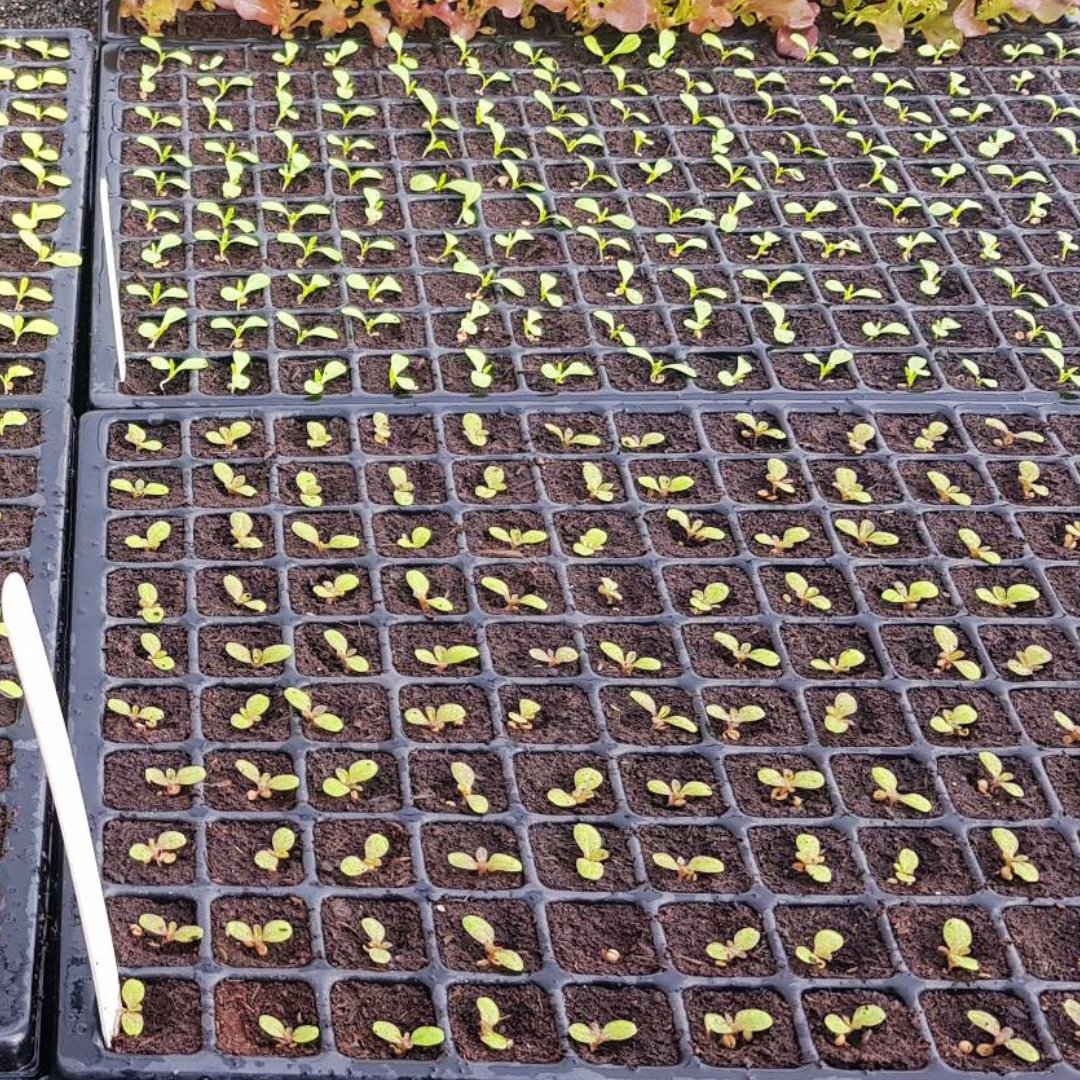 Class of 2024 all snug in the nursery! 

#organicsalad #farmlife #organicireland #fresh