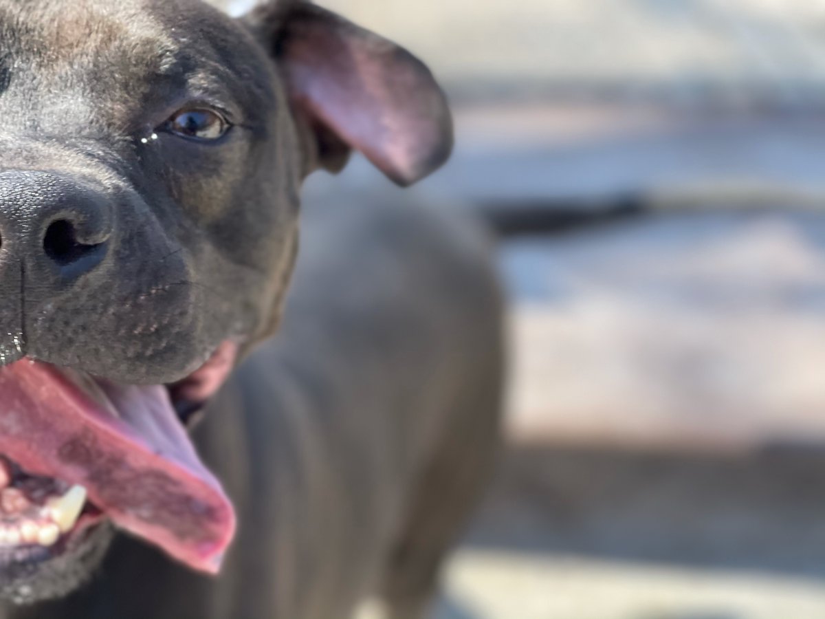 What words are left to say about Smokey.

This beautiful boy has been waiting for a family since November 10, 2020.

He flies highly under the radar. He's only had a few meets in all that time. He's approaching FOUR YEARS in a shelter.