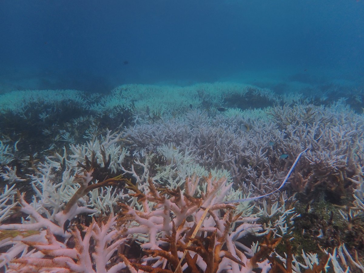 meanwhile in the southern GBR.. mass coral bleaching (&amp; recent mortality) at all reefs &amp; sites surveyed this weekend, affecting vast majority of genera &amp; all size classes; unfortunately, slope (~8m) almost as severely affected (~80% of colonies across sites) as the crest (&gt;90%)!